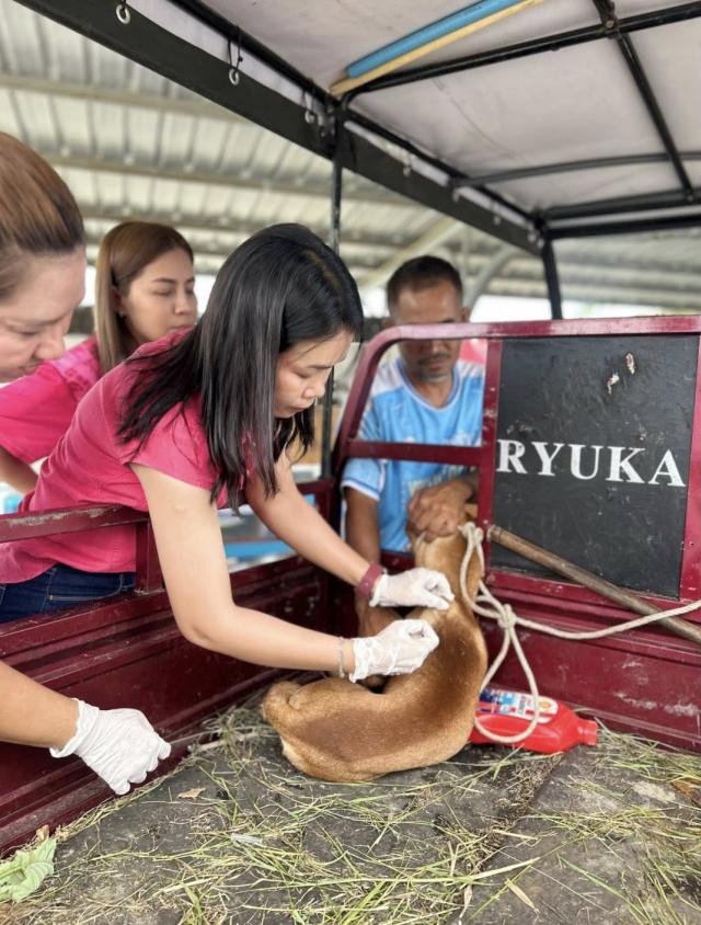 ภาพกิจกรรม ฉีดวัคซีนสุนัข - แมว ประจำปี 2568